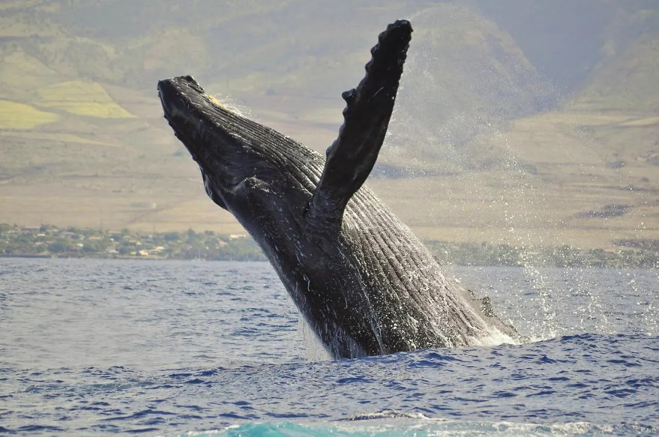 فيلا Whaler 859 لاهينا 0*,